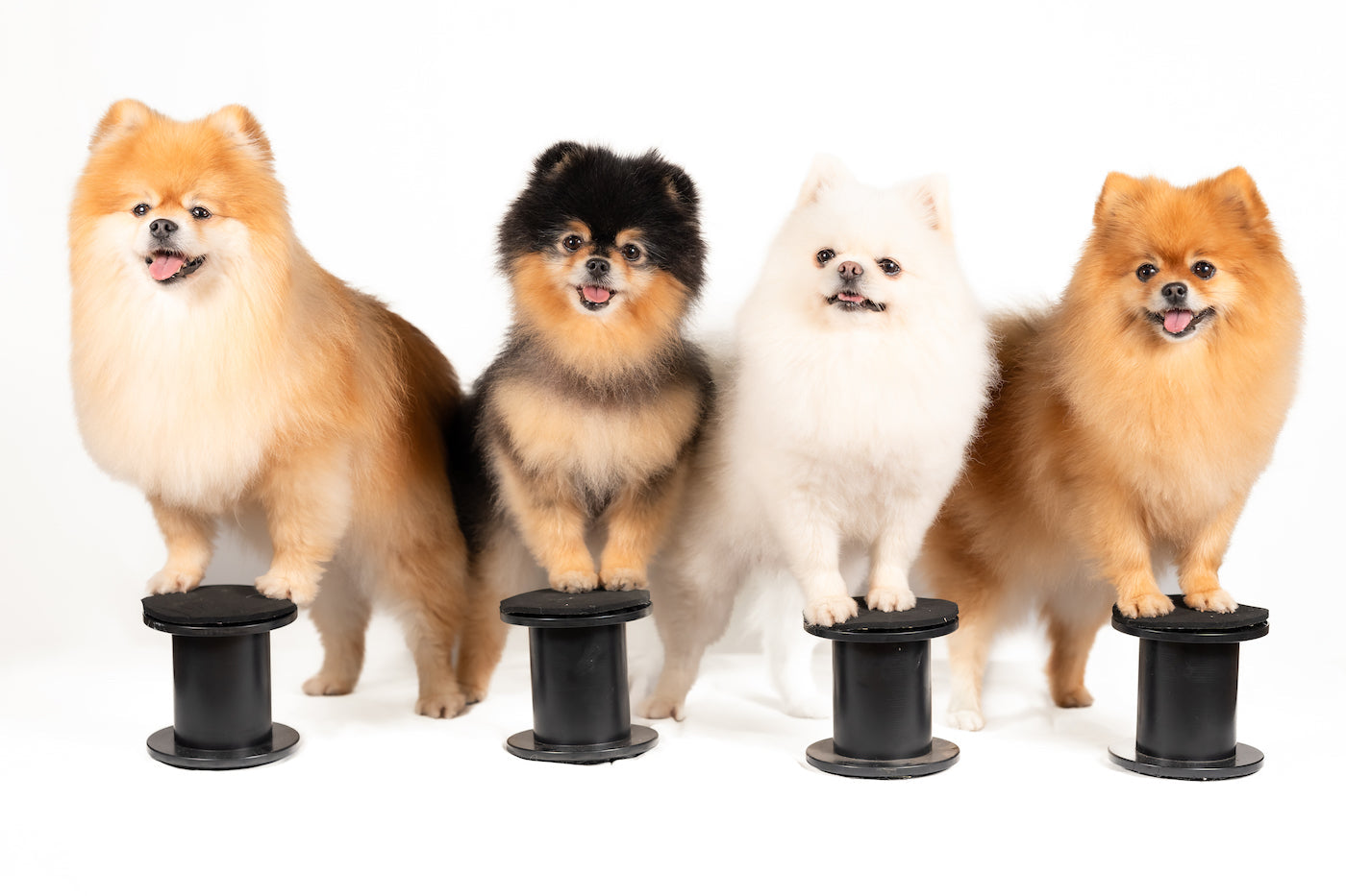 Apprenez à Votre Chien 7 Tours Utiles et Amusants !