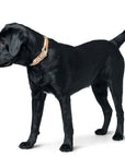Collier pour Chien Malia Hunter Beige