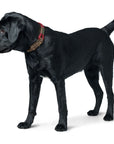 Collier pour Chien Malia Hunter Bordeaux