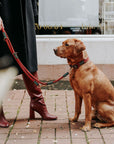 Collier pour Chien Malia Hunter Bordeaux