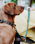 Collier pour Chien Malia Hunter Vert