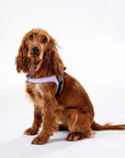 Harnais Chien Tri Ponti Easy Fit Tour de Poitrine Réglable Rose - Pom D'Azur