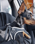 Harnais pour Chien Noir Réglable avec Fermeture par Cordon et Stoppeur Tri ponti