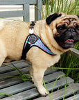 Tre Ponti Adjustable Chest Harness for Dogs Flamingo