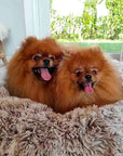 Lit anti-stress pour chien Bobby 50 X 25 CM