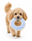 Anneau Rafraîchissant pour Chien