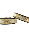 Collier pour Chien Golden Shell