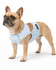 Gilet Fraîcheur Riviera Bleu pour chien par PAIKKA été