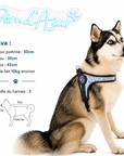 Harnais Chien Tre Ponti Tour de Poitrine Ajustable Flamingo Lifestyle