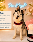 Harnais pour chien Léger et Réspirant Tre Ponti Mesh Rouge Lifestyle