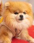 Manteau Harnais pour Chien YETI Automne par Pom d'Azur lifestye 3