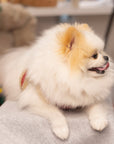 Manteau Harnais pour Chien YETI Rouge par Pom d'Azur Noel 2