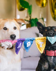 Peluche pour Chien Banderole d'anniversaire 'Party'