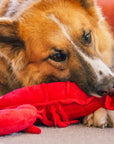 Peluche pour Chien Marin le Homard 'Collection Croisette'