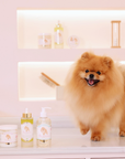 Intense Volume Pack Pomeranian Spitz Treatment by Pom Beauty