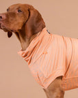 Chemise Anti-UV & Anti-Insectes pour Chien Pêche Zebra UPF 50+