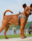 Harnais Chien Tri Ponti Tour de Poitrine Réglable Noir - Pom D'Azur