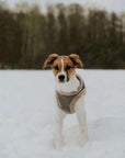 Harnais Chien YETI Beige par Bowl & Bone - Pom D'Azur