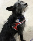 Tre Ponti Easy Fit Liberta Red Harness with No Escape Adjustable Closure - Pom D'Azur