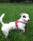 Tre Ponti Easy Fit Liberta Red Harness with No Escape Adjustable Closure - Pom D'Azur