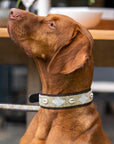 Collier pour Chien Golden Shell