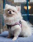 Harnais Chien Tri Ponti Tour de Poitrine Réglable Ruban - Pom D'Azur
