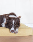 Matelas Orthopédique pour Petit Chien BLISS