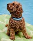 Collier pour Chien Blue Lagon Shell