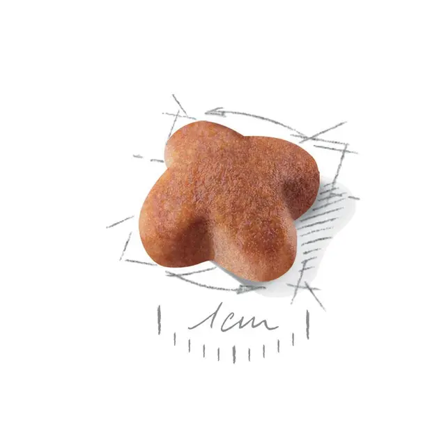 Croquette pour Jack Russel Royal Canin 1.5Kg