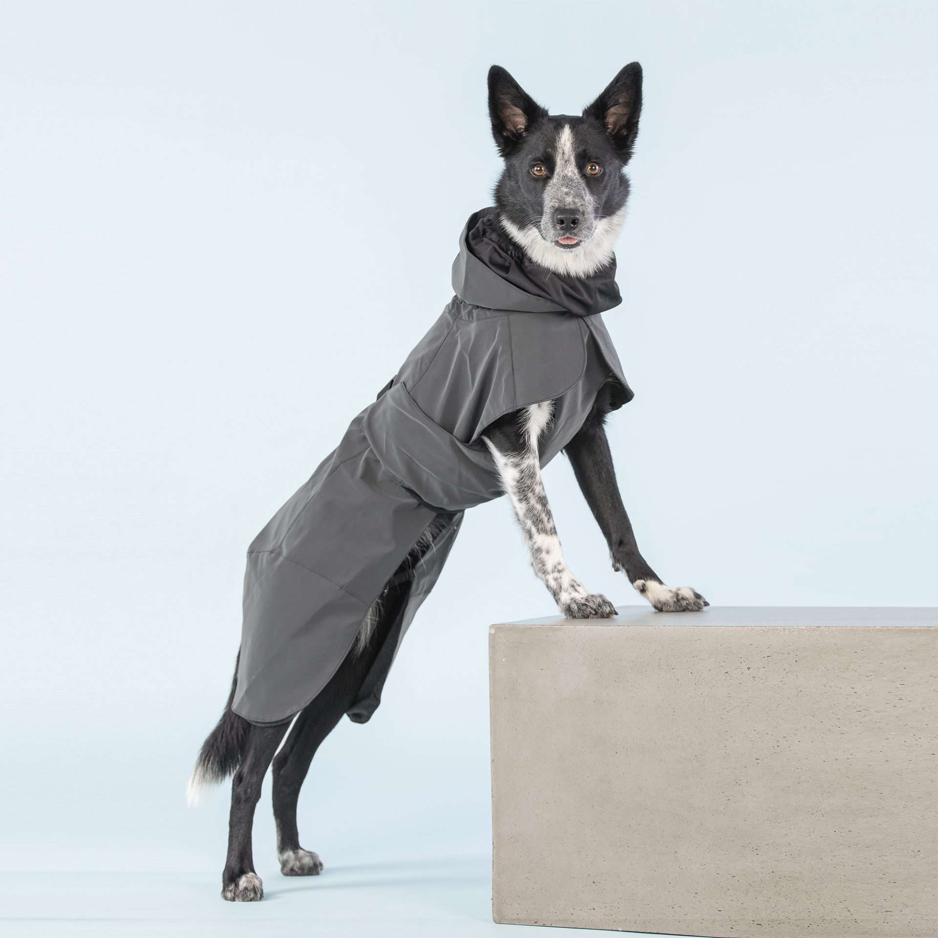 Parka Imperméable Chien Noir par PAIKKA