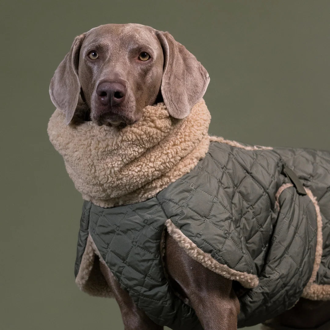 Manteau de Pluie pour Chien 'Sherpa Olive' par Paikka