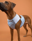 Gilet Fraîcheur pour chien Riviera Bleu par PAIKKA