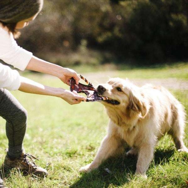 Disque Volant Jouet pour Chien P.L.A.Y