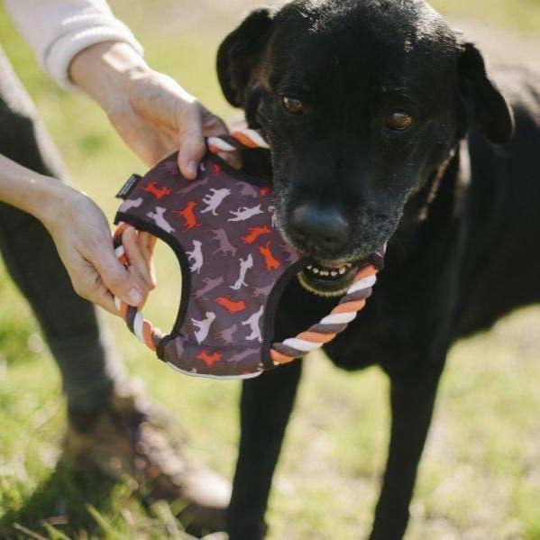 Disque Volant Jouet pour Chien P.L.A.Y