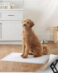 Alèse Absorbante pour Chien 45 × 60 cm