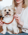 Collier Aalborg Coeur pour Petits Chiens par Hunter