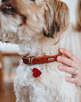 Collier Aalborg Coeur pour Petits Chiens par Hunter