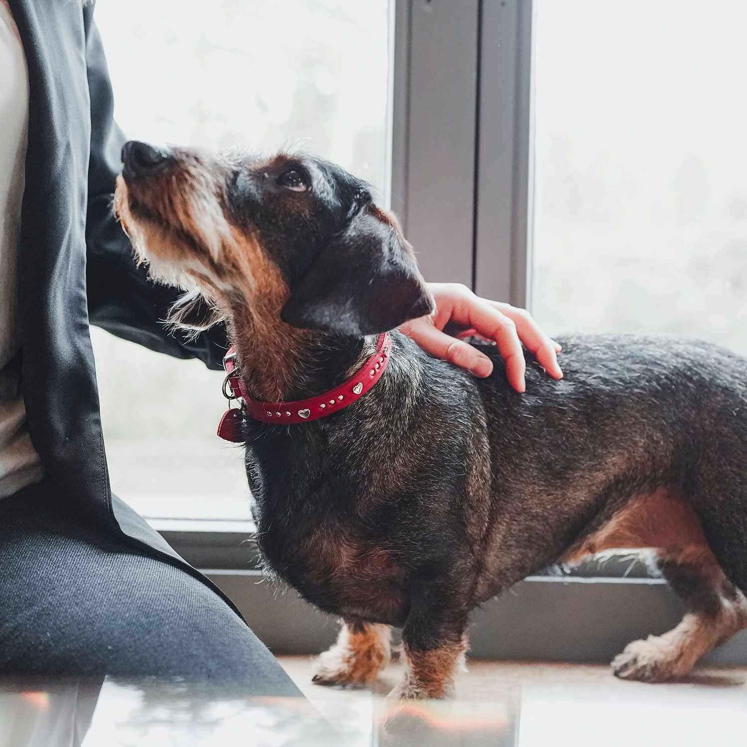 Collier Aalborg Coeur pour Petits Chiens par Hunter