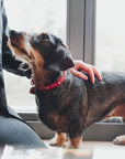 Collier Aalborg Coeur pour Petits Chiens par Hunter