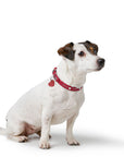 Collier Aalborg Coeur pour Petits Chiens par Hunter