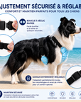 Gilet Rafraîchissant Premium pour Chien – Fraîcheur Longue Durée