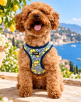 Harnais Mini Amalfi Pawppy Paris