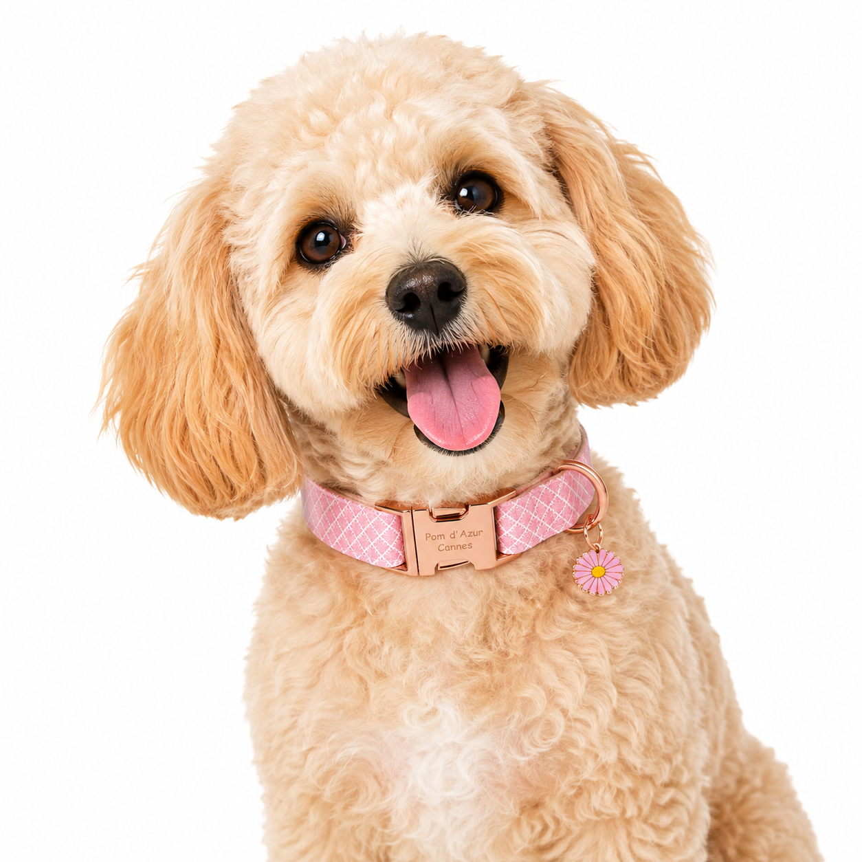 Collier pour Chien Daisy – Paillettes &amp; Boucle Gravée Pom d’Azur