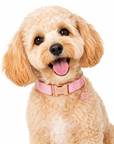 Collier pour Chien Daisy – Paillettes & Boucle Gravée Pom d’Azur