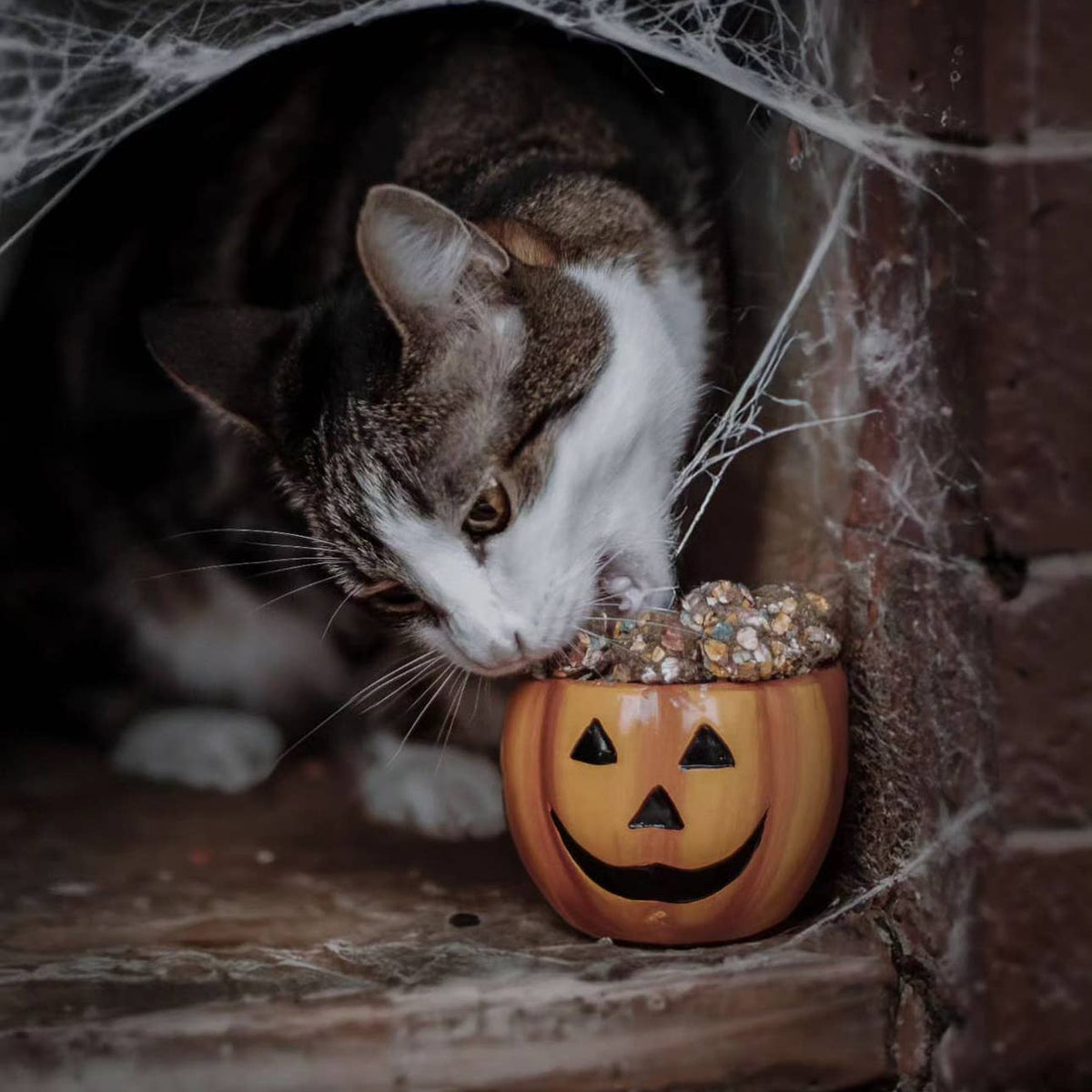Friandises d'Halloween pour Chien à la dinde et à la citrouille