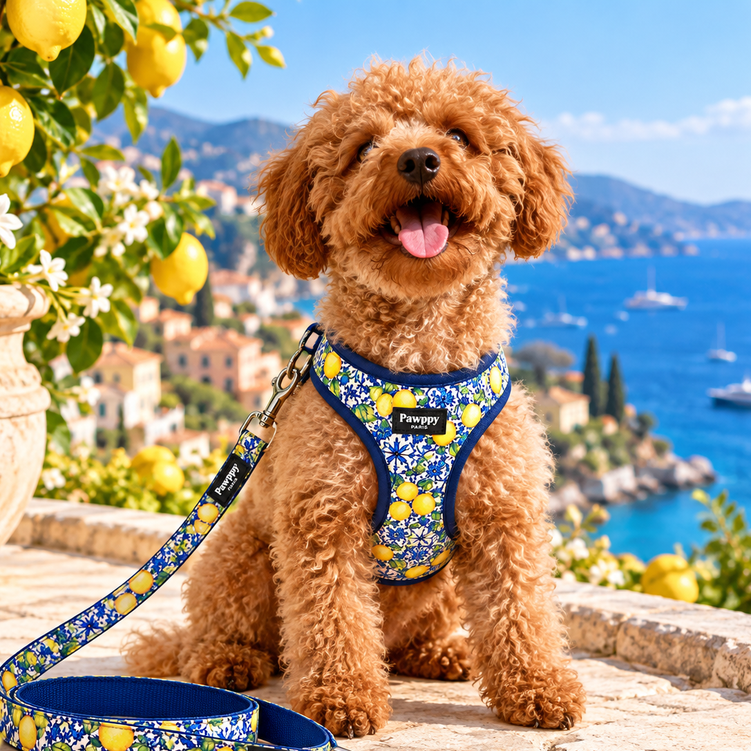 Laisse Amalfi Pawppy Paris