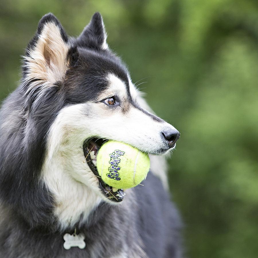 KONG SqueakAir Balles Pour Chien (Lot de 2) - Pom D'Azur