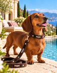 Collier & Laisse pour Chien Moka – Velours Chocolat & Broderies Étoilées Pawppy Paris