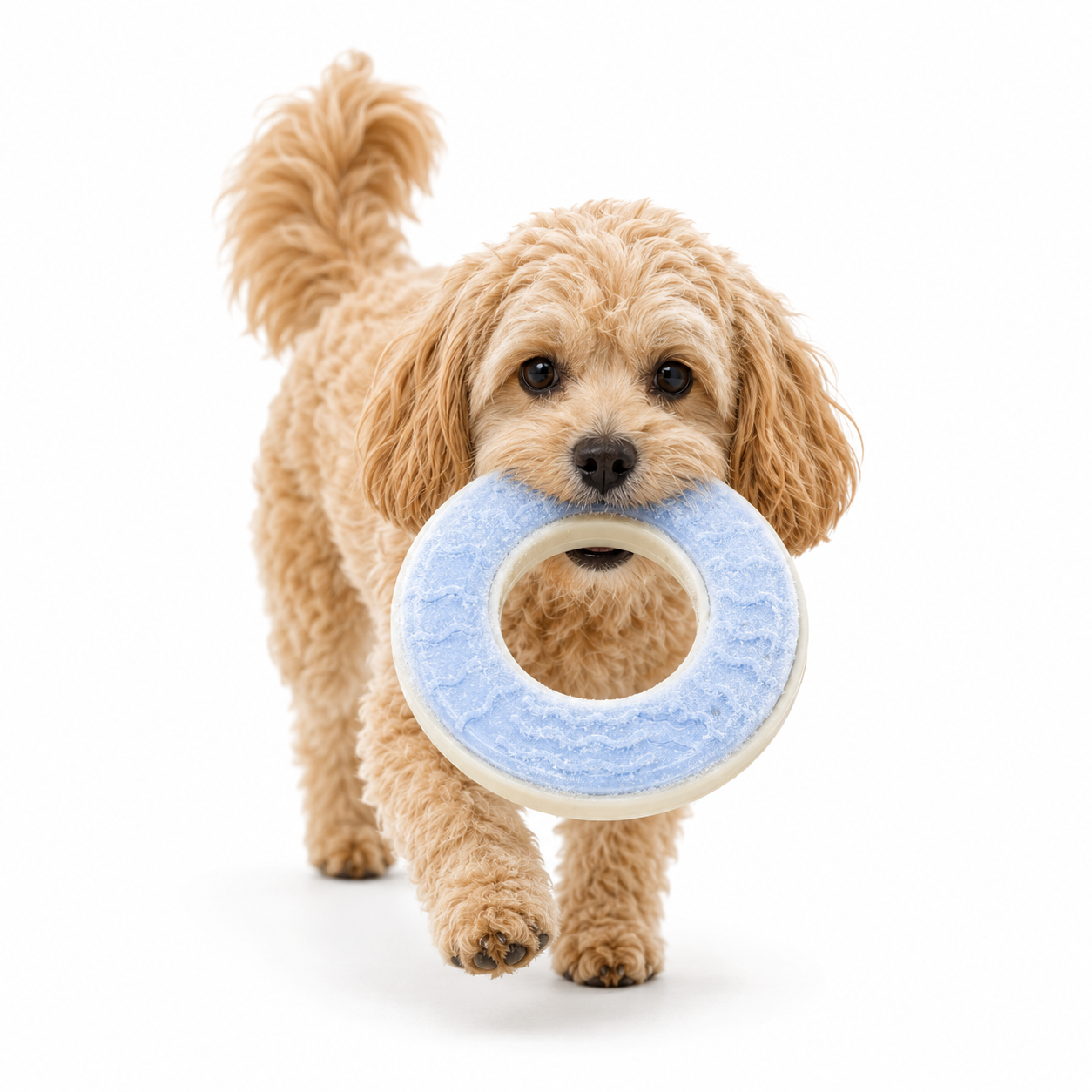 Anneau Rafraîchissant pour Chien
