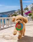 Anneau de Traction Flottant pour Petit Chien – Jouet Résistant à Mâcher et à Rapporter